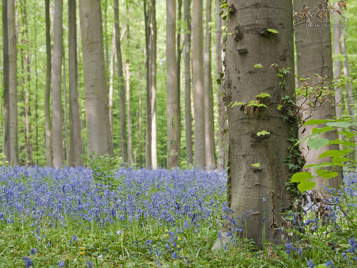Hallerbos Foto's van het Hallerbos met zijn tapijt van blauwe boshyacinten (Hyacinthoides non-scripta) die het bos bedekken gedurende enkele weken in de lente. Stefan Cruysberghs